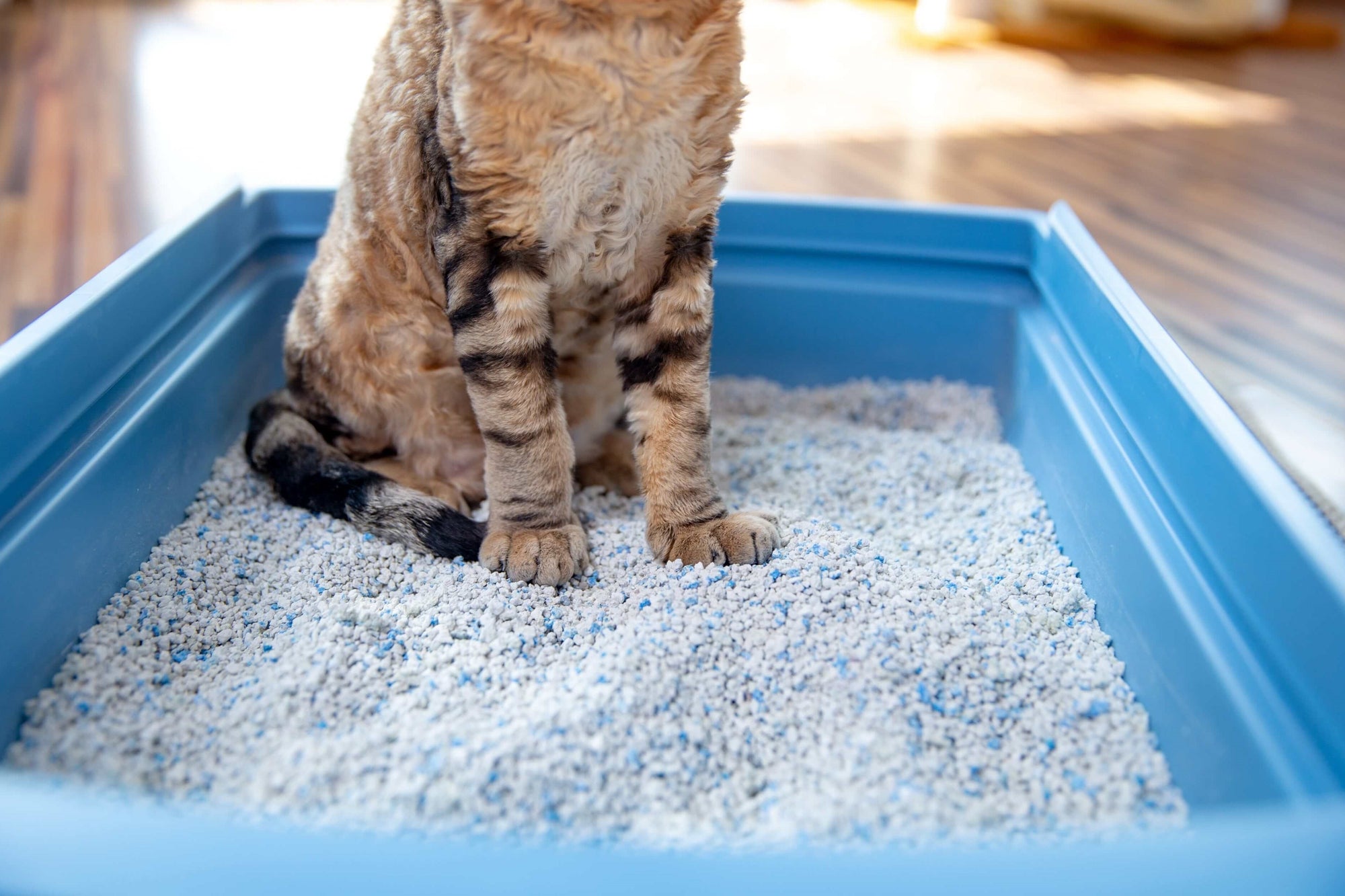 How Often Should You Change Your Cat Litter? | Furvenzy
