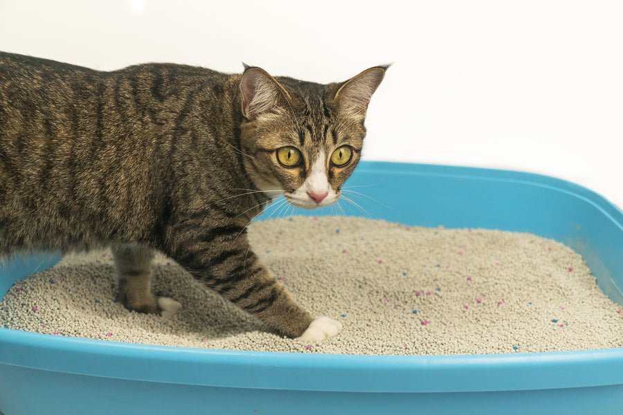 How to Train a Cat to Use Litter Box? | Furvenzy