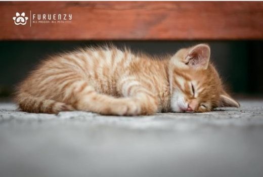 Why does my Cat sleep under my Bed? | Furvenzy