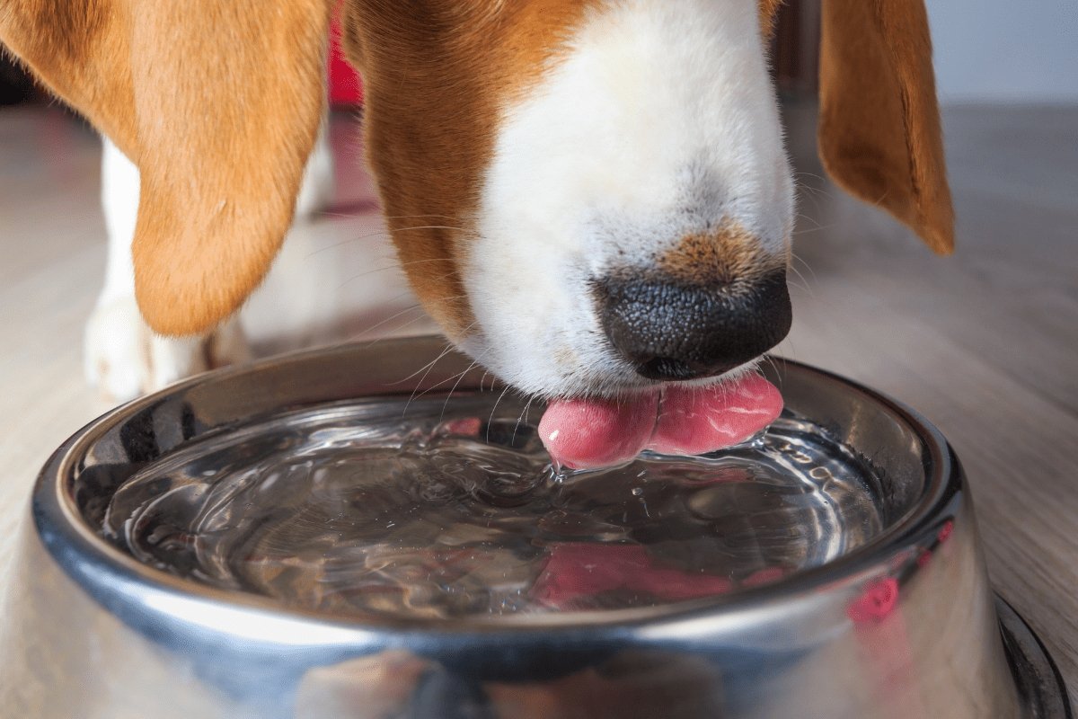 Why does my Dog flip his Water Bowl? | Furvenzy