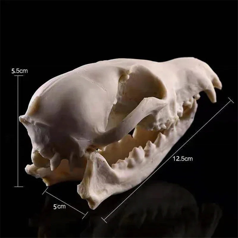 Resin Fox Skull Sculpture – Handmade Animal Skull Decor Skull of a small animal with measurements on a black background