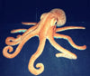 Realistic Octopus Stuffed Toy 11