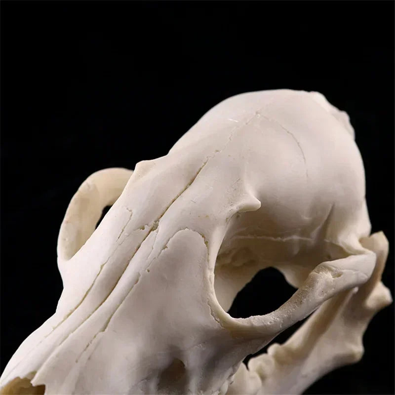 Resin Fox Skull Sculpture – Handmade Animal Skull Decor Close-up of a dog skull on a black background