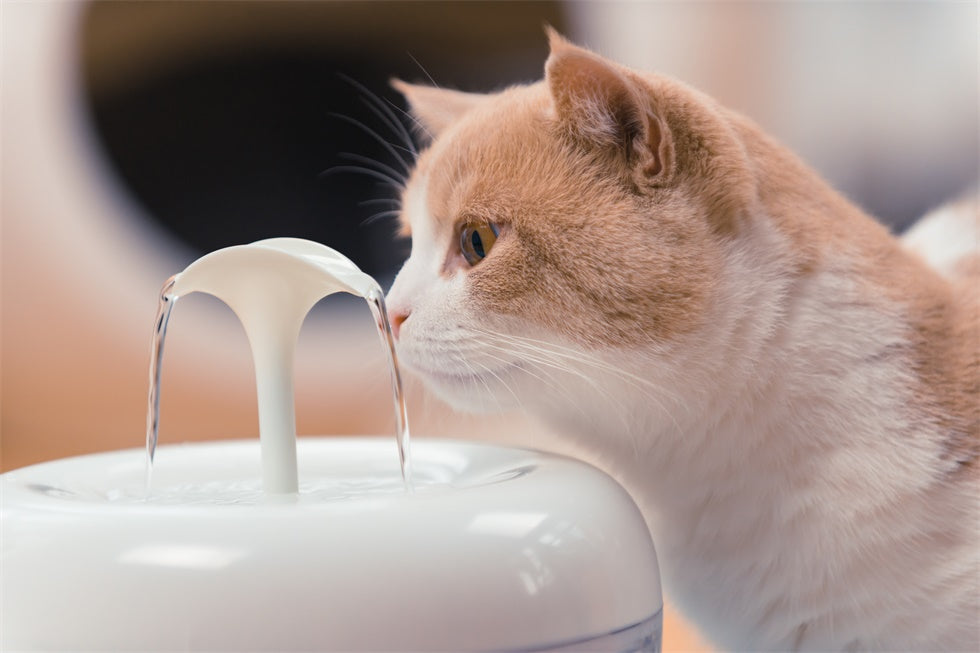 Cat Water Fountain Cat Water Fountain Furvenzy