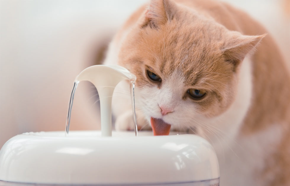 Cat Water Fountain Cat Water Fountain Furvenzy