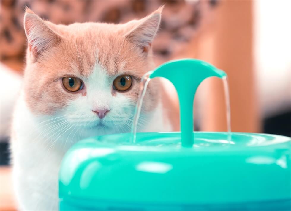 Cat Water Fountain Cat Water Fountain Furvenzy