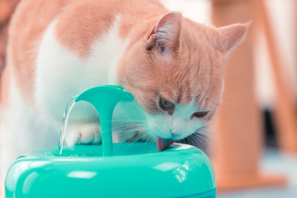 Cat Water Fountain Cat Water Fountain Furvenzy