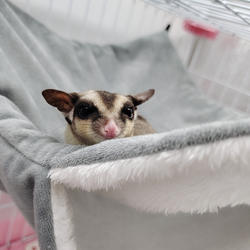 Hamster Hammock Hamster Hammock Pet Carrier & Crate Accessories Furvenzy