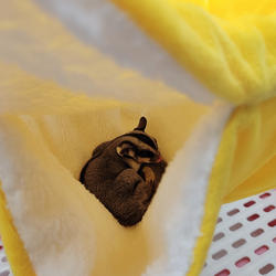 Hamster Hammock Hamster Hammock Pet Carrier & Crate Accessories Furvenzy