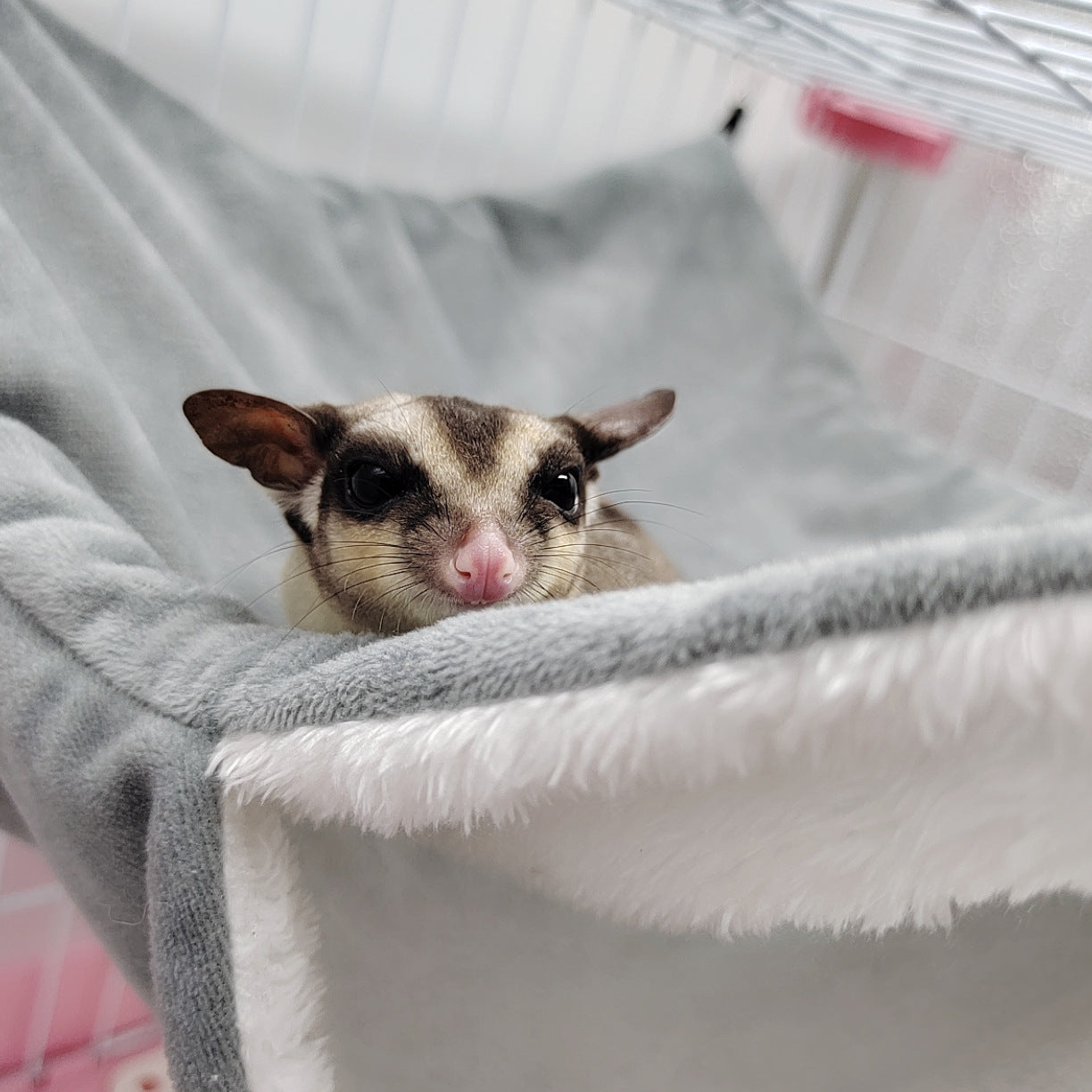 Hamster Hammock Hamster Hammock Pet Carrier & Crate Accessories Furvenzy