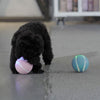 Busy Ball Dog Toy Smart & Interactive - Furvenzy
