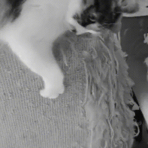 Cat Scratching Board – Foldable Organ Cat Scratching Board – Foldable Organ Furvenzy