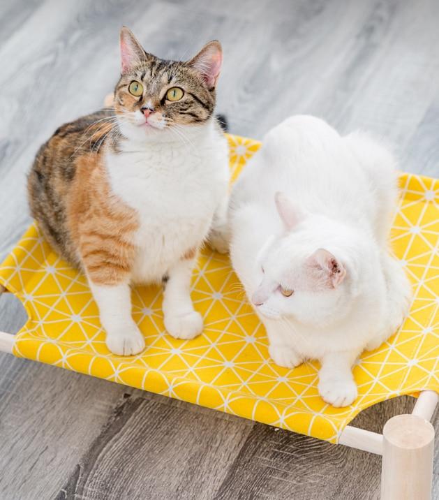 Elevated Cat Bed Hammocks - Wood Canvas Elevated Cat Bed Hammocks - Wood Canvas Furvenzy