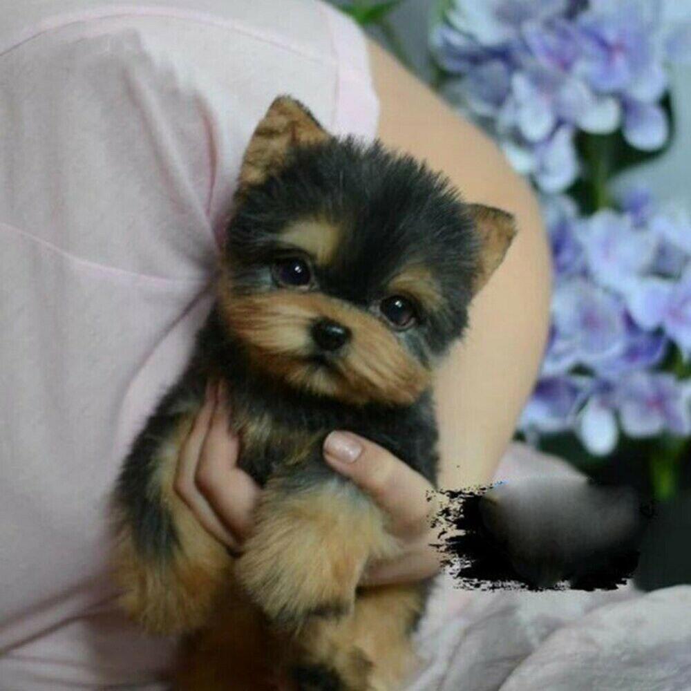 Realistic Dog Plush Toy - Yorkshire Terrier Realistic Dog Plush Toy - Yorkshire Terrier Furvenzy