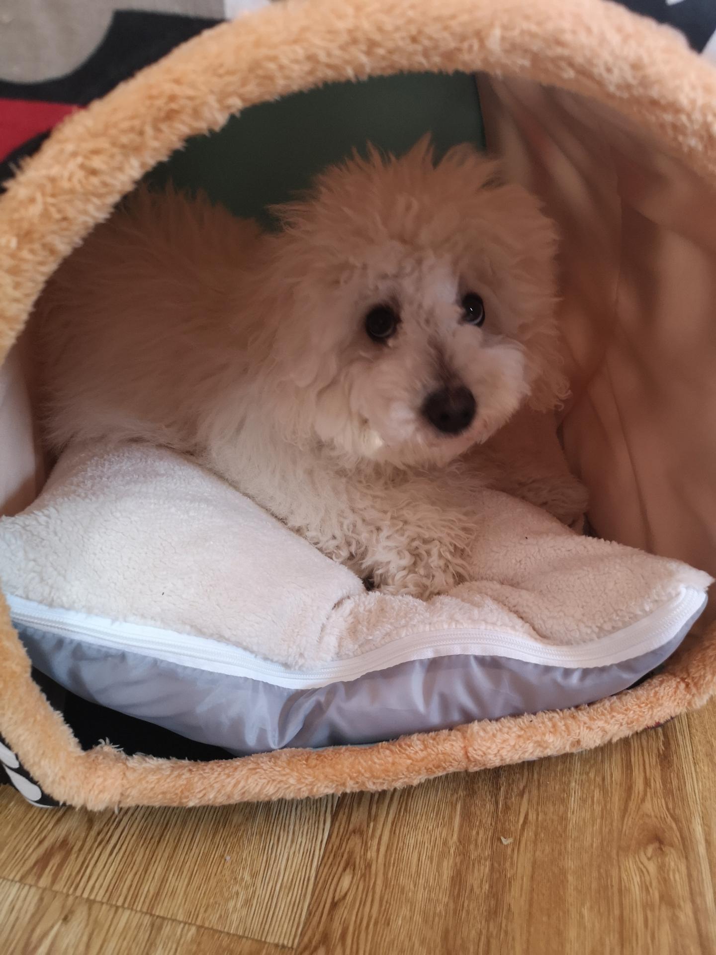 Foldable Dog Bed Pet House Sofa Nest Foldable Dog Bed Pet House Sofa Nest Furvenzy