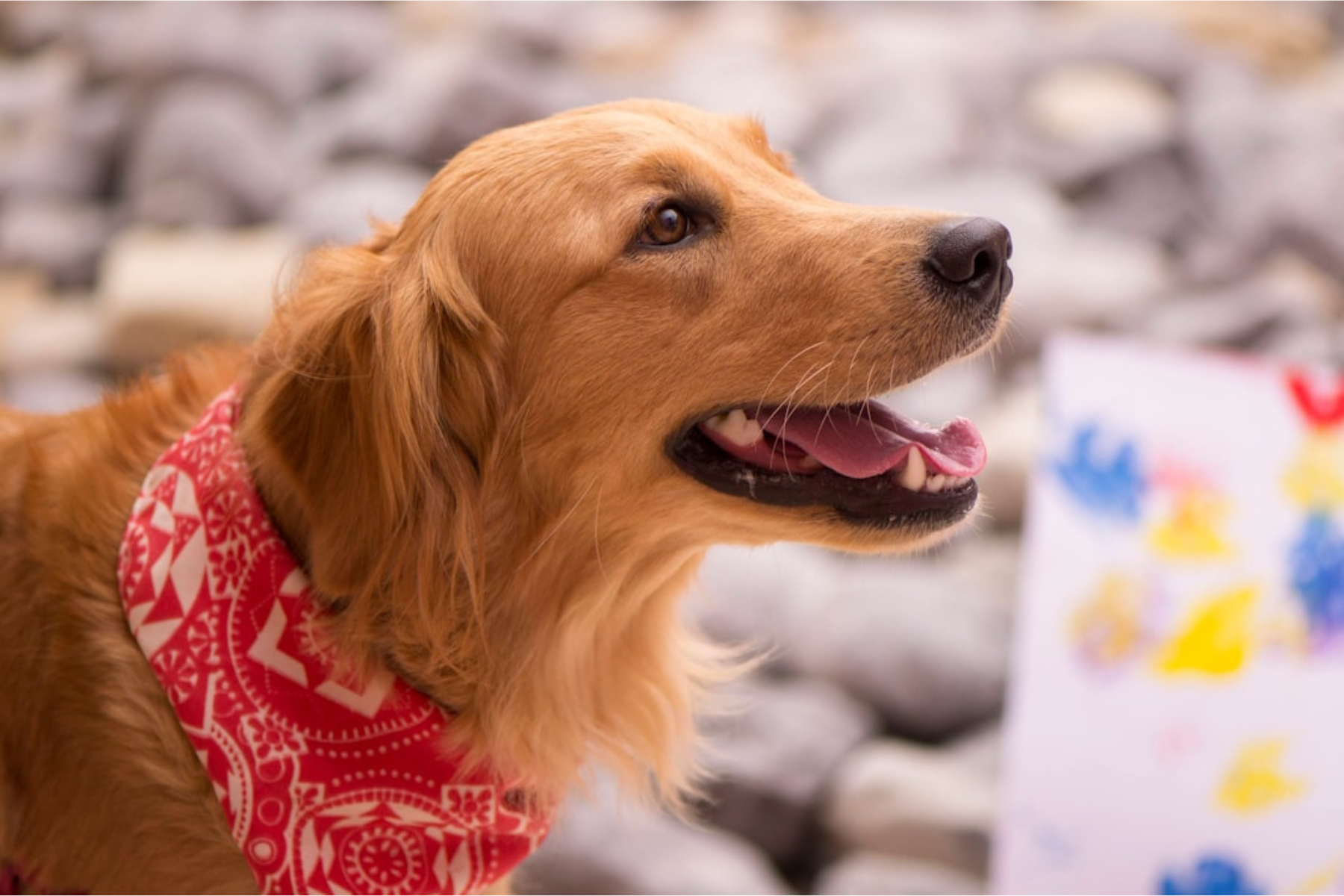 Top 5 Signs That Your Dog Is Happy