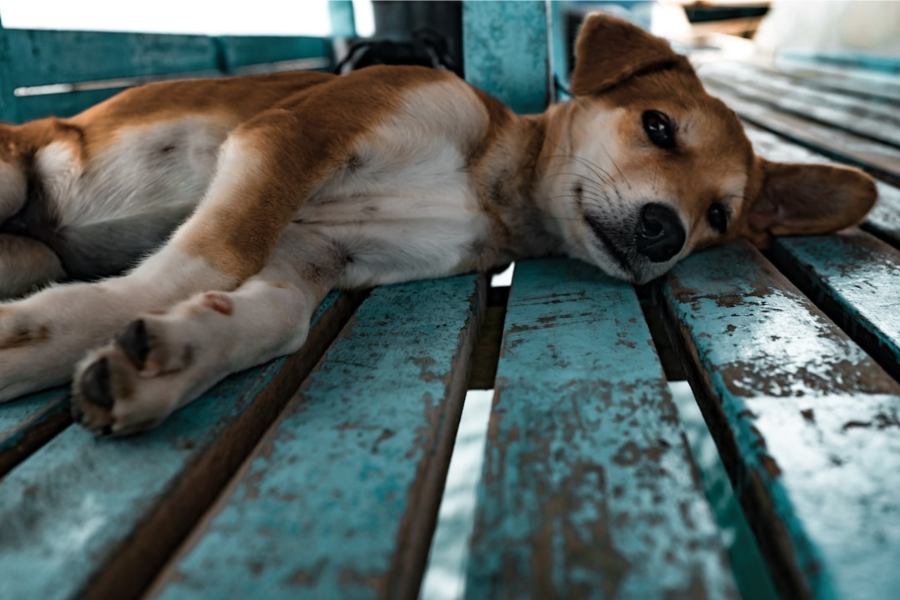 Understanding Your Dog's Behavior Problems: Causes, Solutions, and Tips