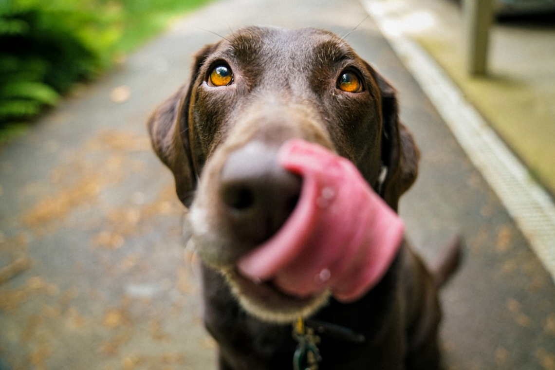 Dog Anxiety Solutions Every Pet Owner Should Know