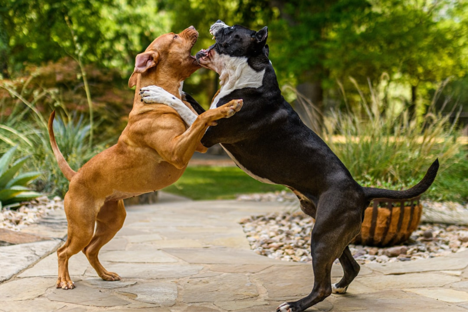 Dog Behavioral Issues And Grazing Solutions photo