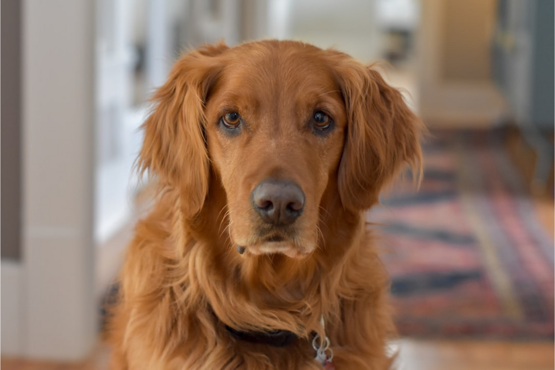 6 Ways to Understand the Body Language of Dogs
