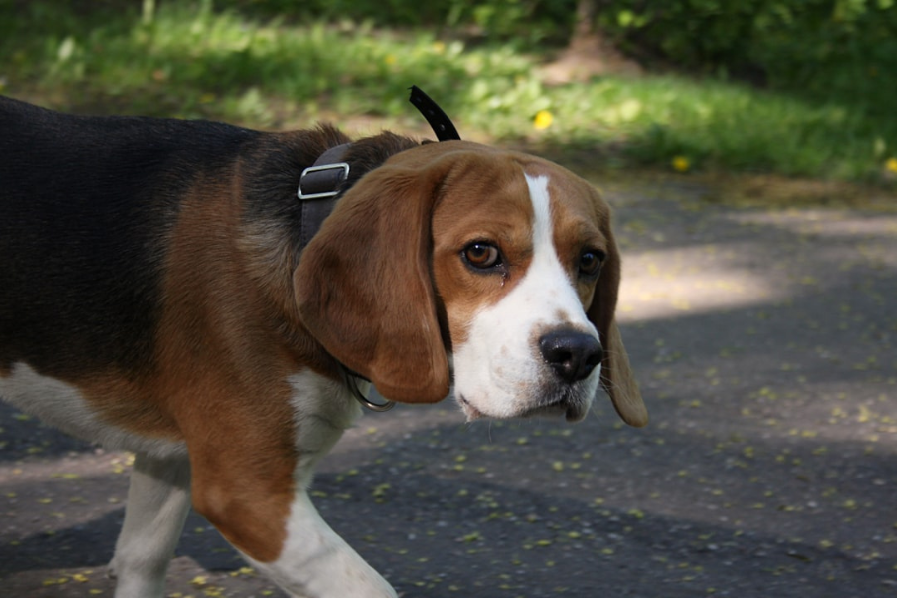 7 Common Behavioral Problems in Beagles and How to Deal with Them