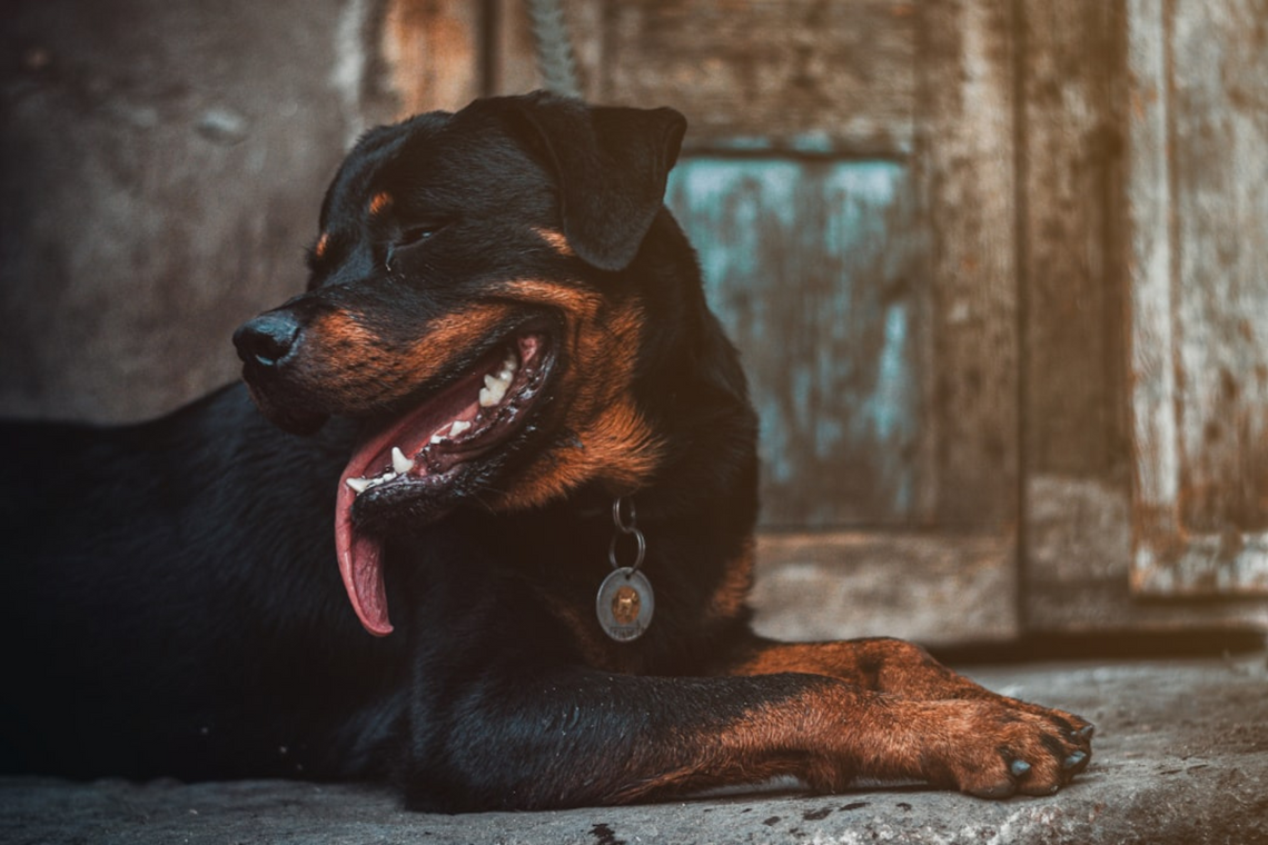 Does Your Dog Suddenly Become Aggressive? Understanding the Causes & Solutions
