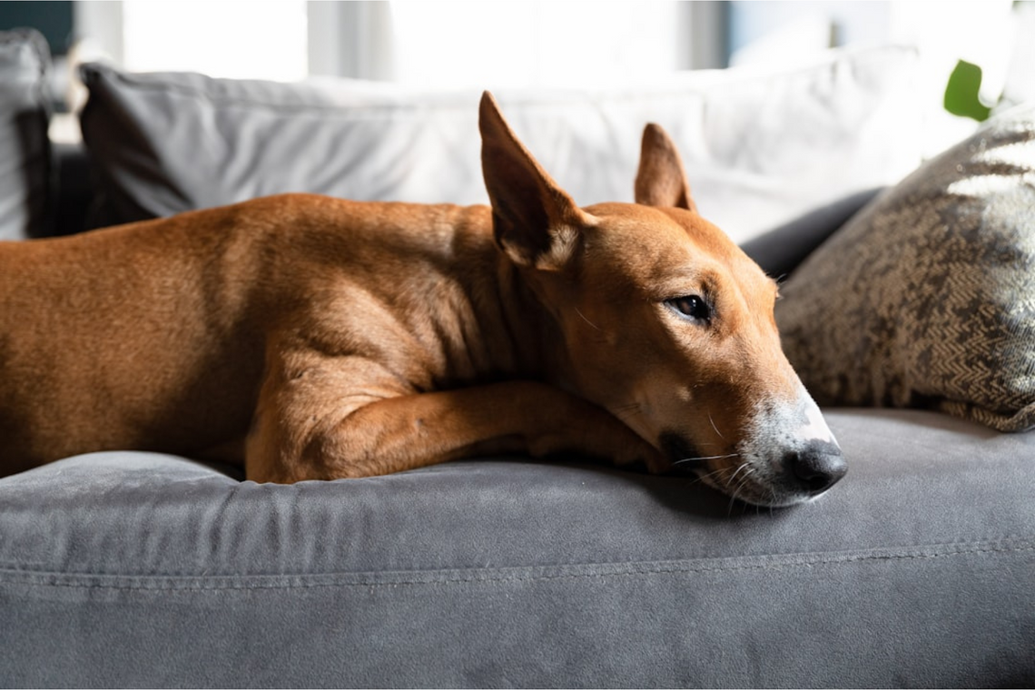 7 Science-Based Ways to Calm Your Dog