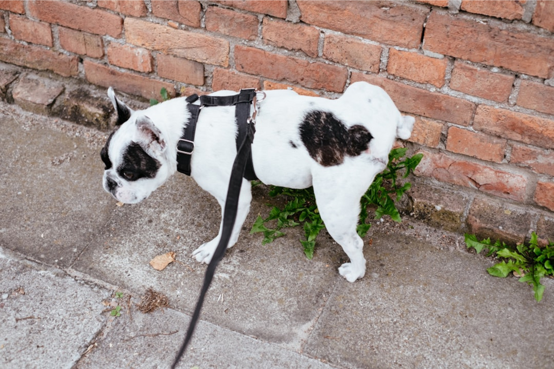 How to Stop Your Dog from Peeing in the House: A Comprehensive Guide