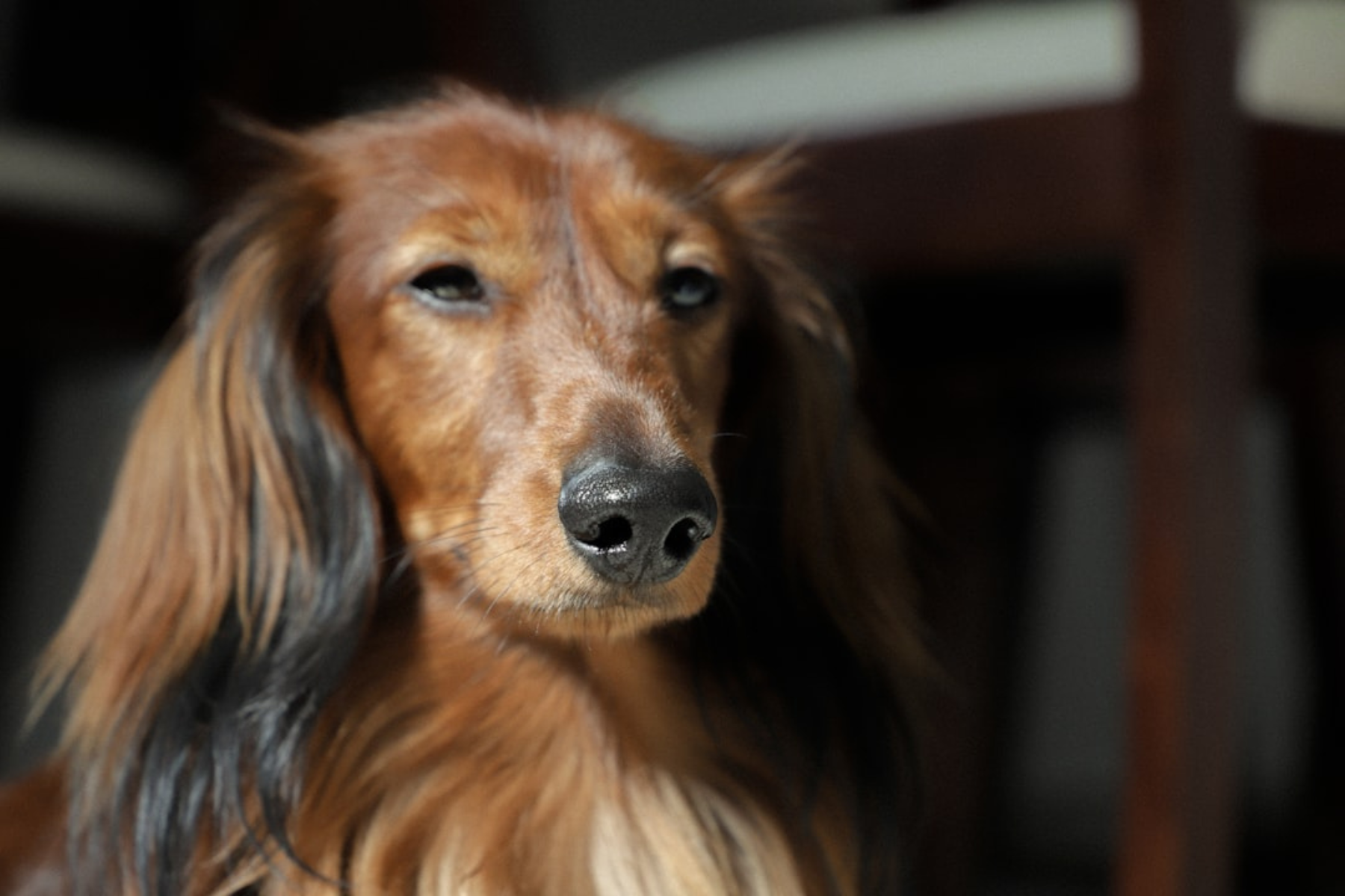 10 Fascinating Facts You Didn't Know About Dachshunds