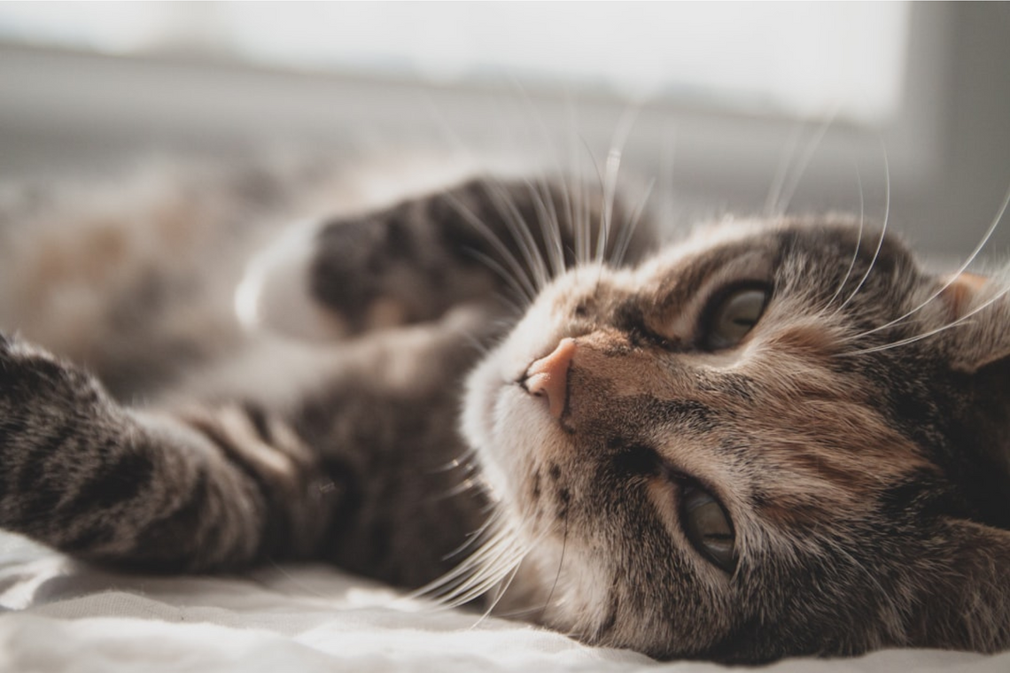 Can Cats Have Seasonal Allergies? Understanding Feline Allergies & Their Management