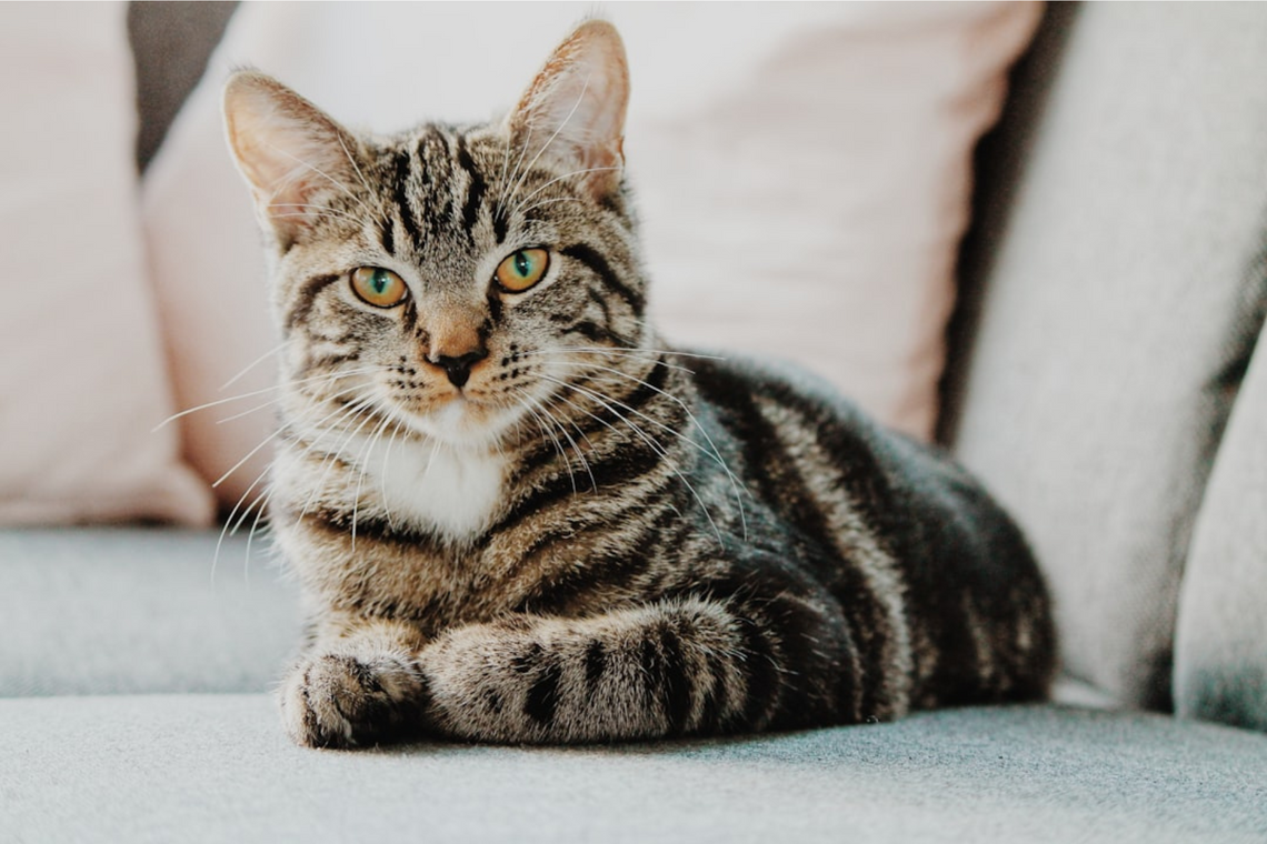 Why Does My Female Cat Pee on My Clothes? Best Ways to Stop Your Cat from Peeing on Your Clothes
