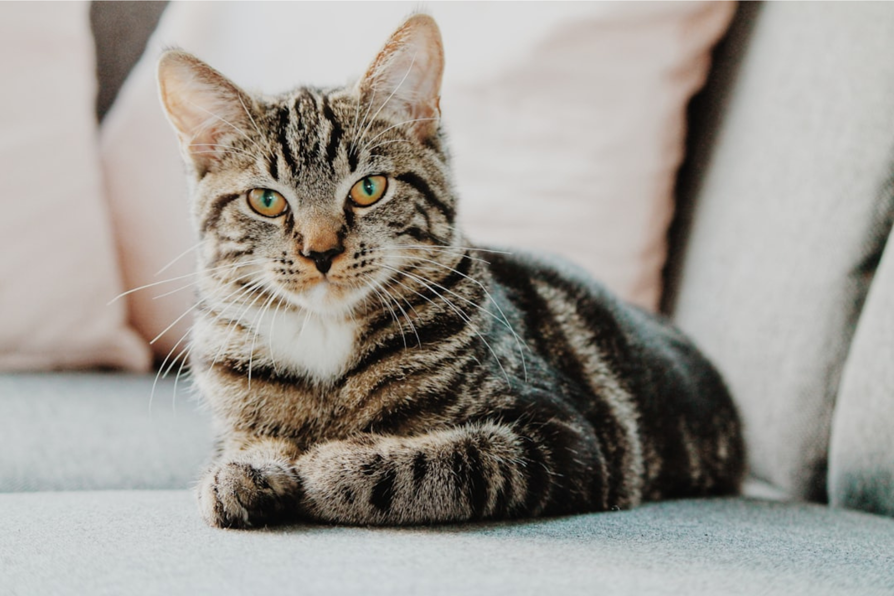 Why Does My Female Cat Pee on My Clothes? Best Ways to Stop Your Cat from Peeing on Your Clothes