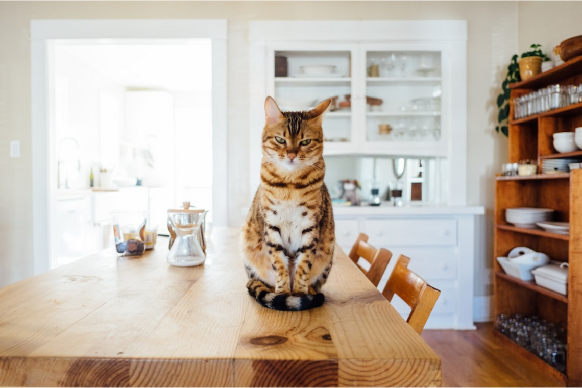 Why Does My Cat Poop in the Sink? Learn the Reasons and Solutions