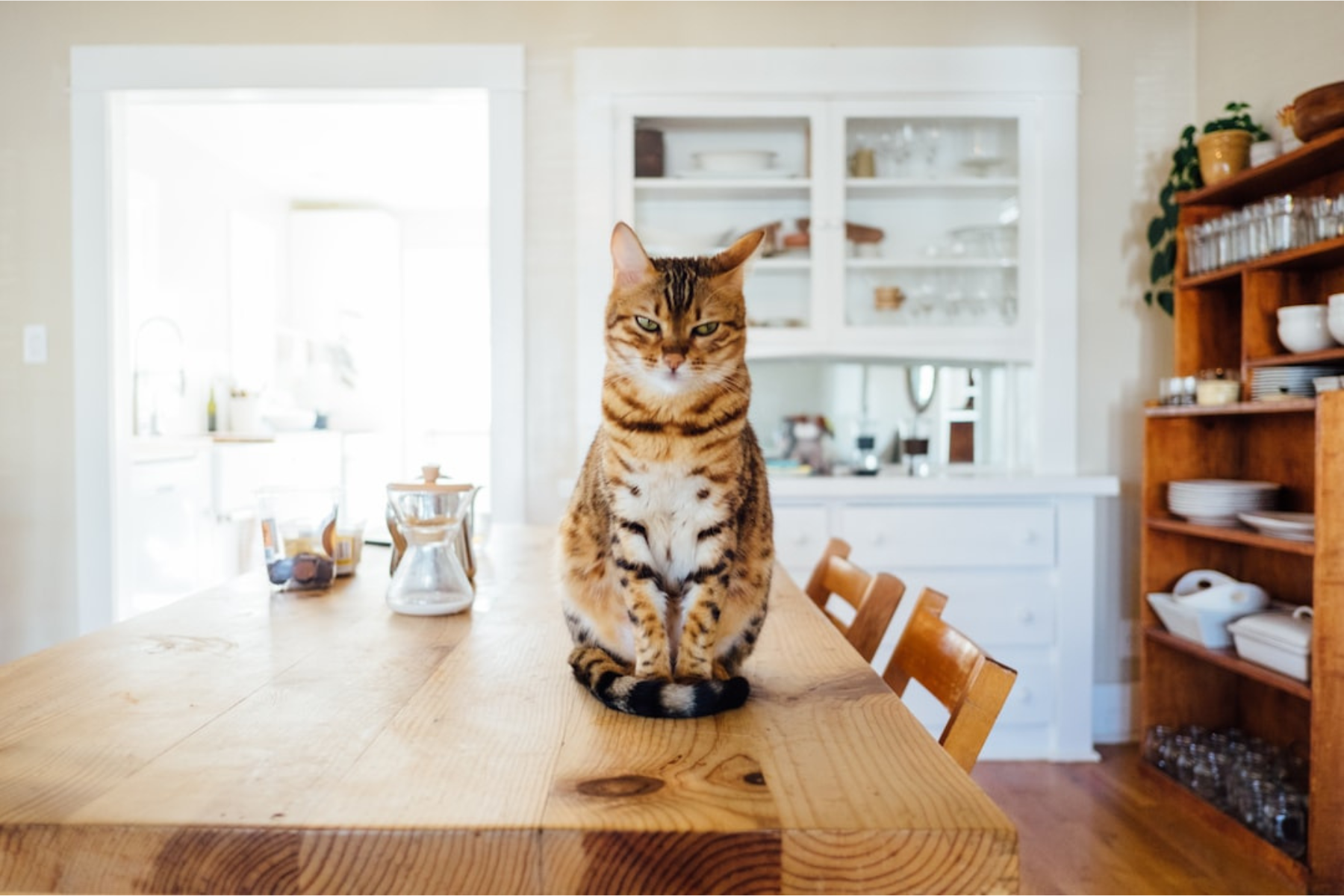 Why Does My Cat Poop in the Sink? Learn the Reasons and Solutions