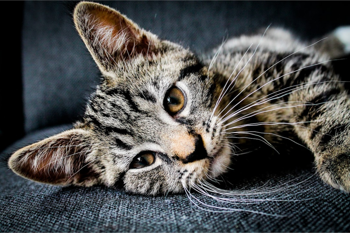 Why Do Cats Love Catnip? Understanding the Fascination with Nepeta Cataria