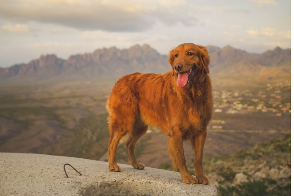 15 Amazing Facts About Golden Retrievers You Probably Never Knew