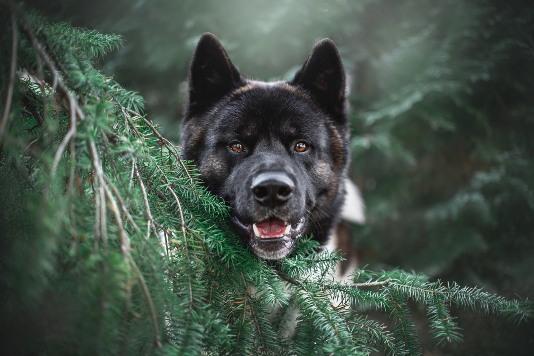 5 Poisonous Plants for Dogs: A Dog Owner Must Know About