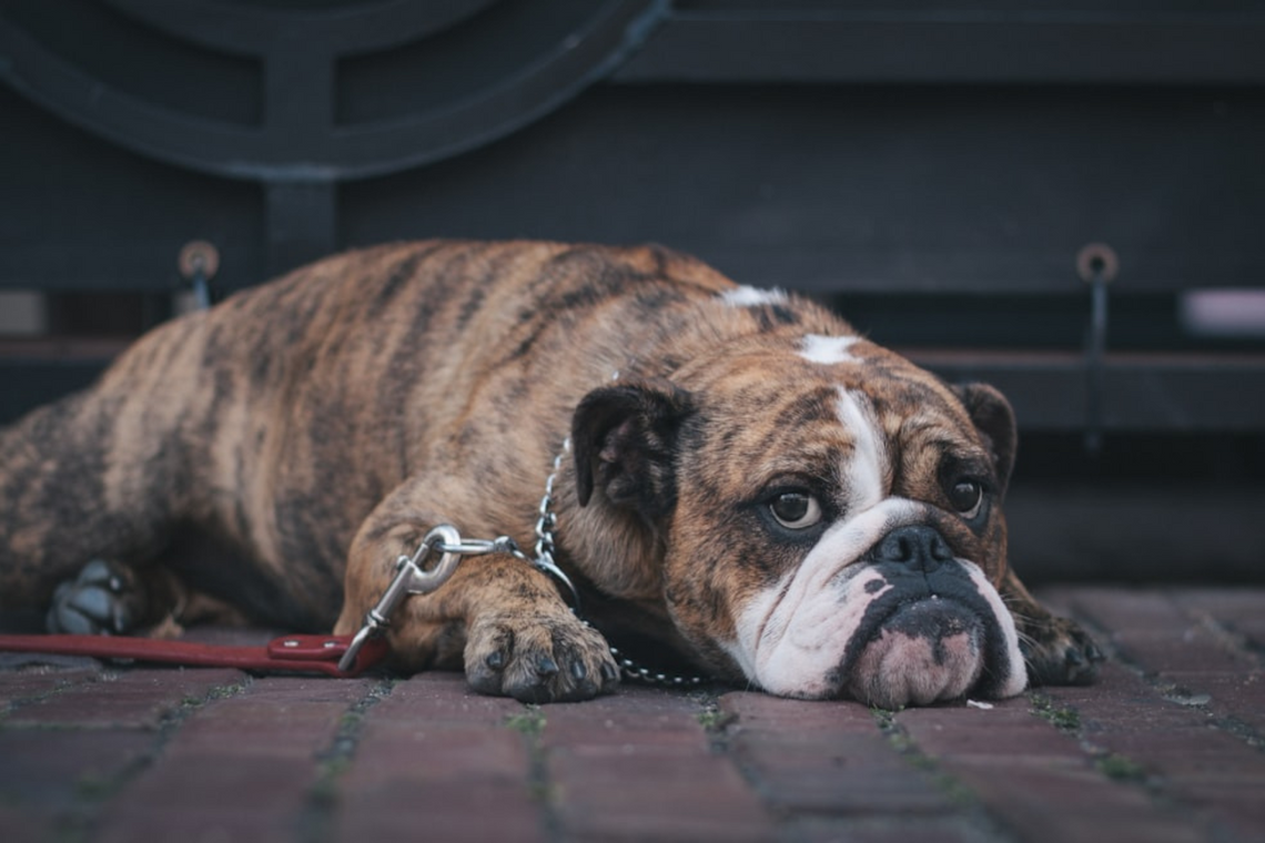 How to Know If Your Dog Is Upset? – Top Dog Tips