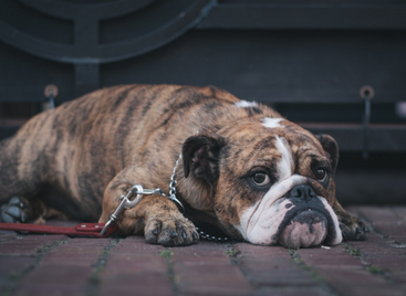 How to Know If Your Dog Is Upset? – Top Dog Tips