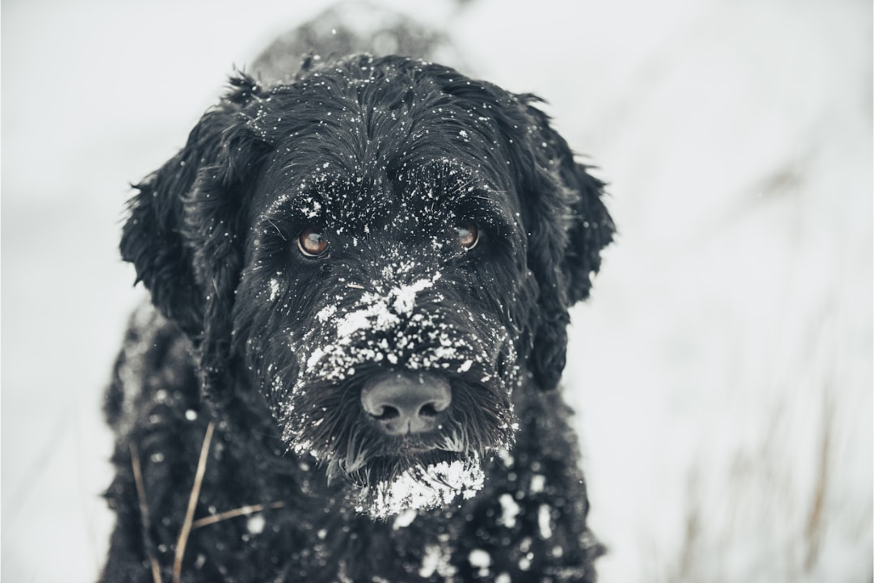 Dealing With Flea Dirt on Dogs: Identification and Removal Guide