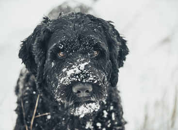 Dealing With Flea Dirt on Dogs: Identification and Removal Guide