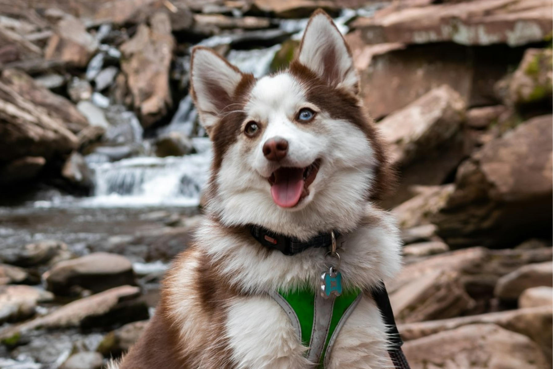 12 Surprising Facts About Pomskies: The Pomeranian Husky Mix