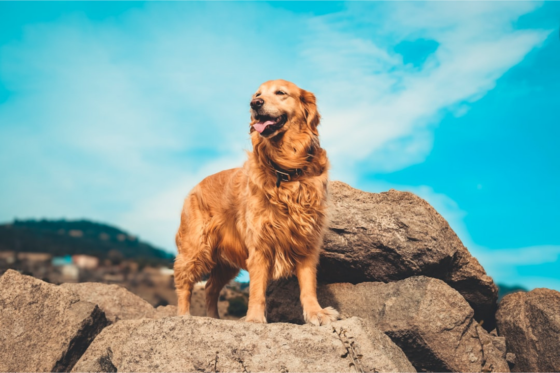 The Ultimate Guide to the Best Dog Names for Golden Retrievers