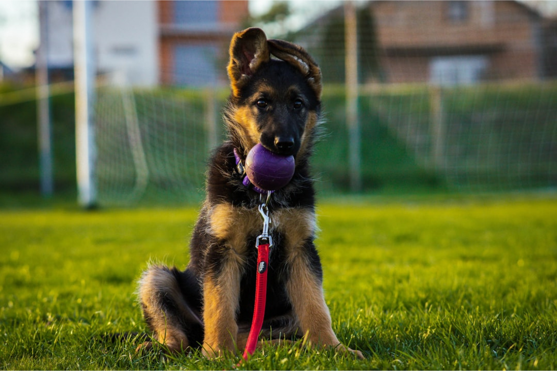 The 5 Best Large Dog Breeds for People Who Have a Lot of Love to Give
