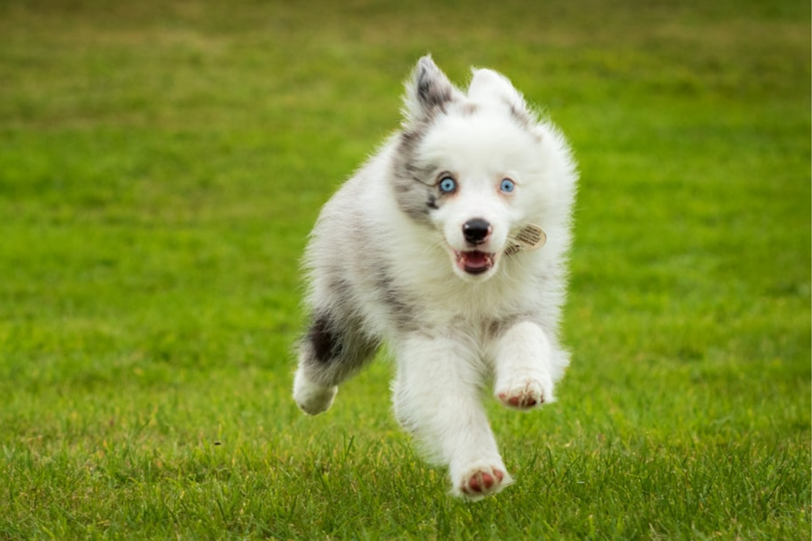 The Fastest Way to Teach Your Dog to Come When Called Anywhere! – Dog Training Advice Tips