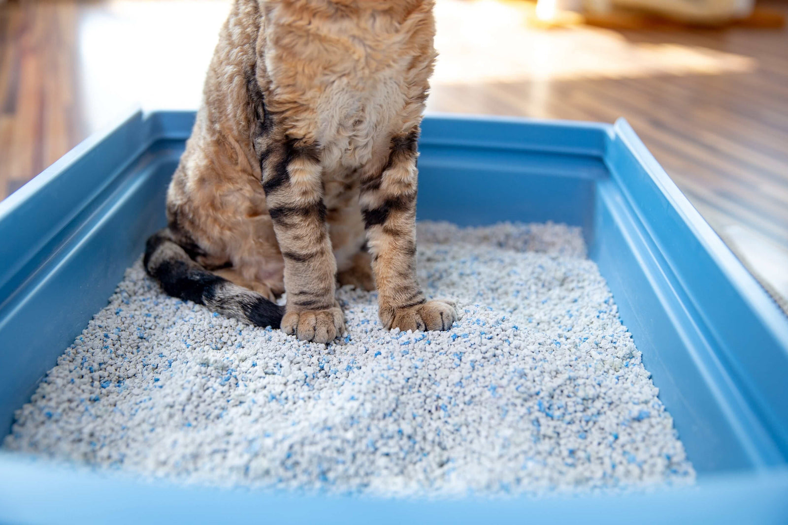 How Often Should You Change Your Cat Litter? Furvenzy