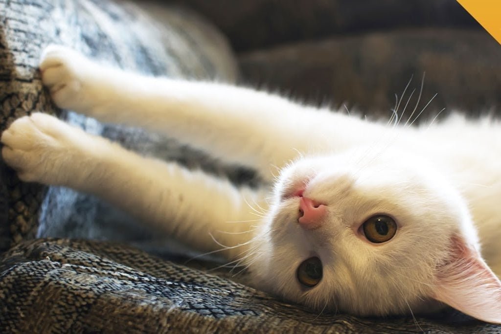 How to Keep Your Cat from Scratching the Furniture? | Furvenzy