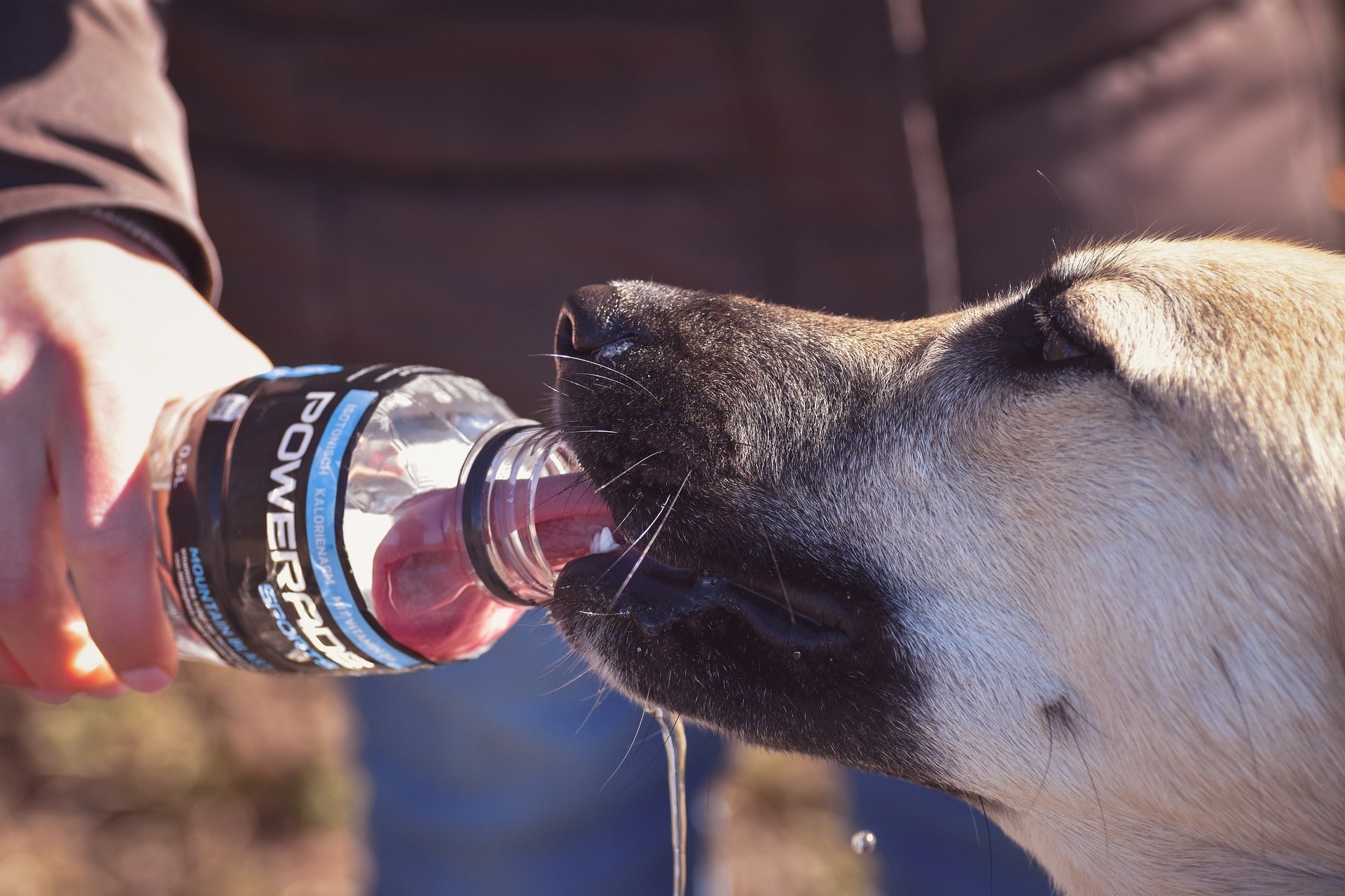 Why is my dog so thirsty? | Furvenzy