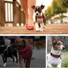 Bluetooth Flashing Pet Dog LED Collars