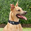 Apple Air Tag Dog Collar